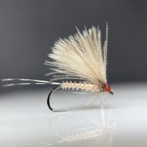 Calliabeatis Biot CDC Dun