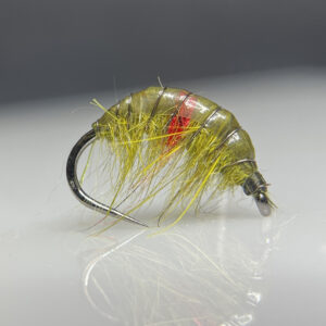 Micro Olive Infected Gammarus