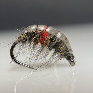 Micro Infected Gammarus